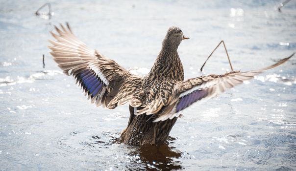 A female Mallard duck goes parading looking for a mate along the shoreline.