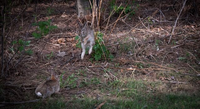 A male Cotton Tail Rabbit bounds into the air at the appearance of another.