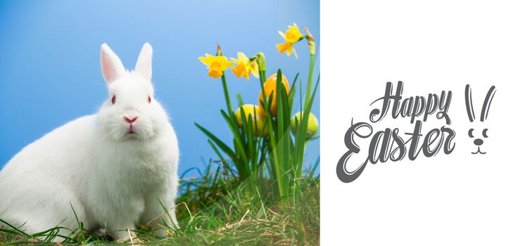 Happy easter against white fluffy bunny sitting beside daffodils with easter eggs