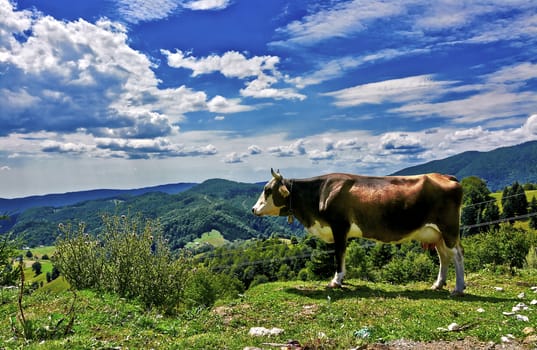 Brown cow looking down the valley on mountain landscape in summer.