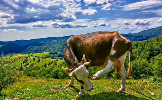 Funny brown cow scratching on mountain landscape in summer.