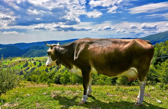 Brown cow looking down the valley on mountain landscape in summer.