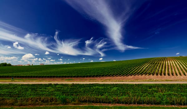 Vineyard landscape in Recas, Romania.