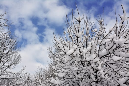 Tree branches with snow background