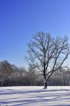 Winter scene with big tree, forest and  snow.