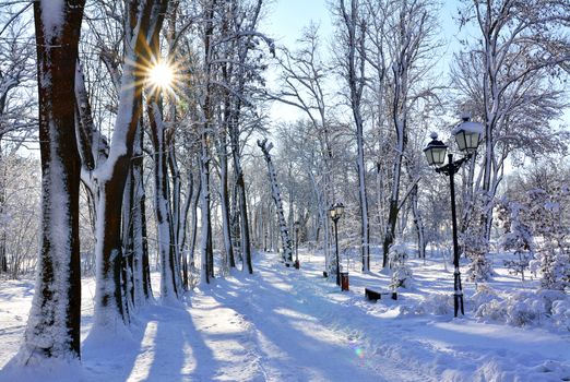 Winter park alley with snow and sunlight.