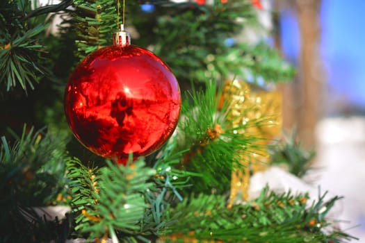 Christmas decoration red globe in fir tree.