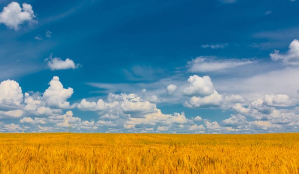 Yellow wheat ears field and blue sky.