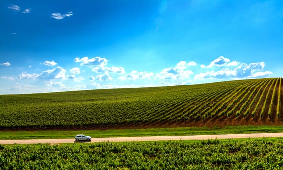 Vineyard landscape in Recas, Romania.