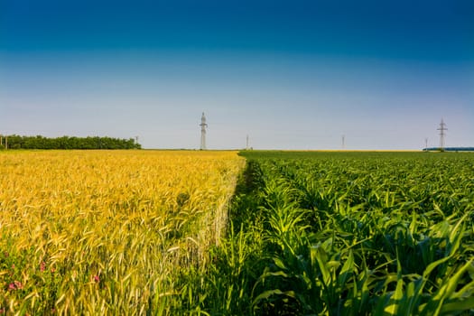 Half corn and half wheat field.