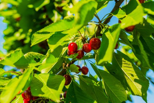 Cherry tree branch with cherries and leaves.