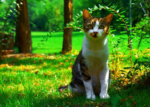 Focused cat in green grass.