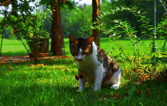 Focused cat in green grass.
