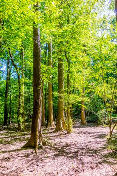 cypress forest and swamp of Congaree National Park in South Carolina