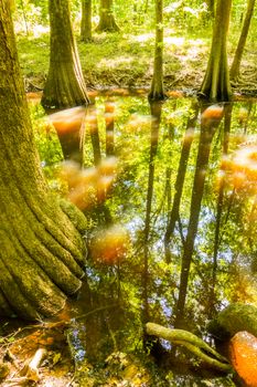 cypress forest and swamp of Congaree National Park in South Carolina