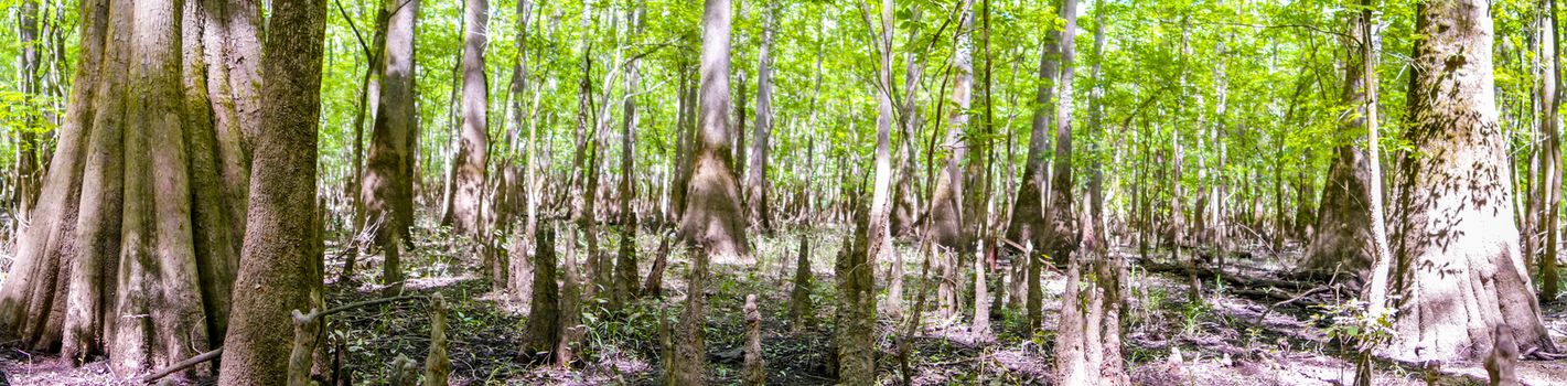 cypress forest and swamp of Congaree National Park in South Carolina