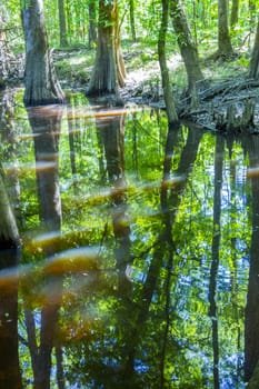 cypress forest and swamp of Congaree National Park in South Carolina