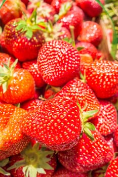 strawberries in natural background