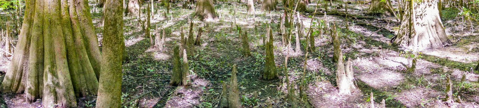 cypress forest and swamp of Congaree National Park in South Carolina