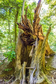 cypress forest and swamp of Congaree National Park in South Carolina