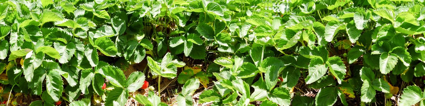 panorama of strawberry isle on farm