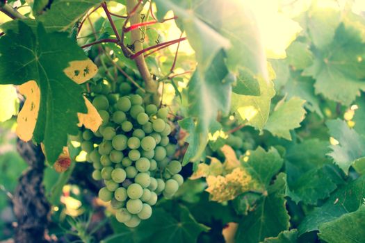 Grapes in the vineyard at sunset, autumn harvest