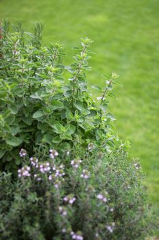 Small herb garden, marjoram, thyme, oregano, tarragon, rosemary