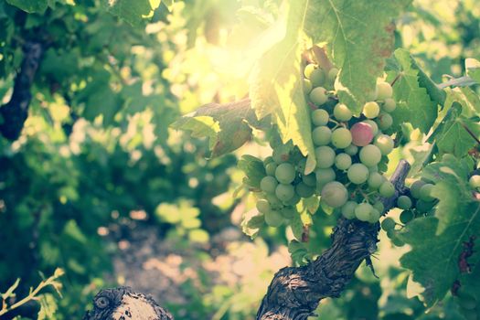 Grapes in the vineyard at sunset, autumn harvest