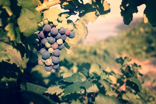 Grapes in the vineyard, autumn harvest