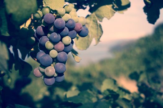 Grapes in the vineyard, autumn harvest