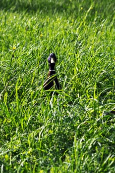 Male and female ducks walking on a grass in a park