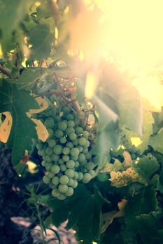 Grapes in the vineyard at sunset, autumn harvest