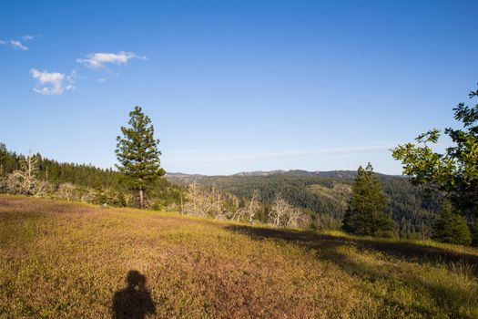 A photographers shadow in a golden meadow.