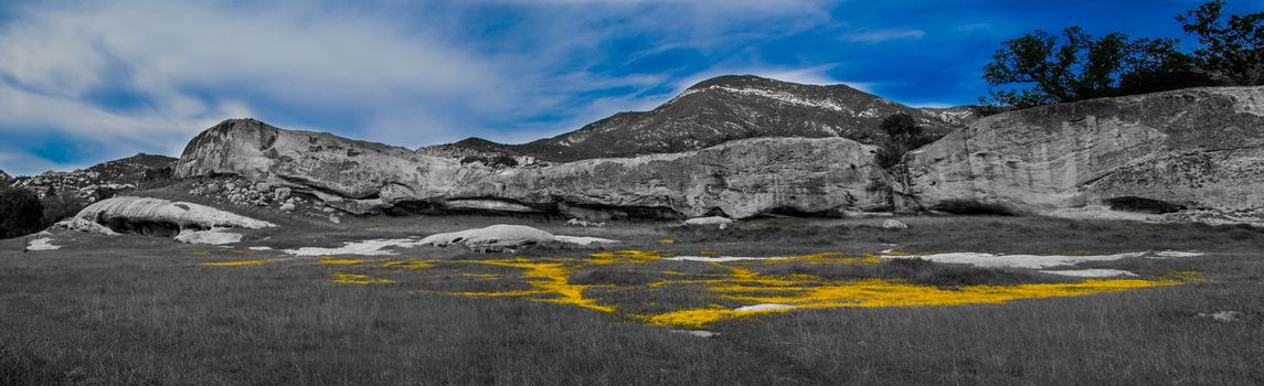 Yellow flowers in a meadow surrounded by rock cliffs.