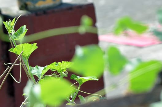 green leaf background