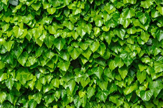 Spring green lush ivy leaves wall background