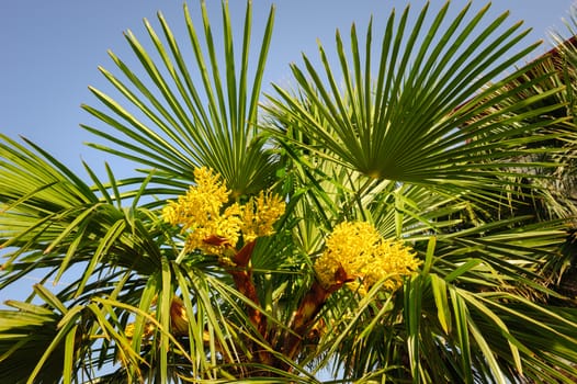 Blooming palm tree, top section with yellow flowers and sky