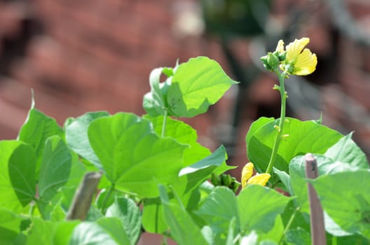 Yellow color flower in the city garden