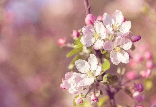 Blossoming apple tree in spring with shallow focus in pink retro vintage colors