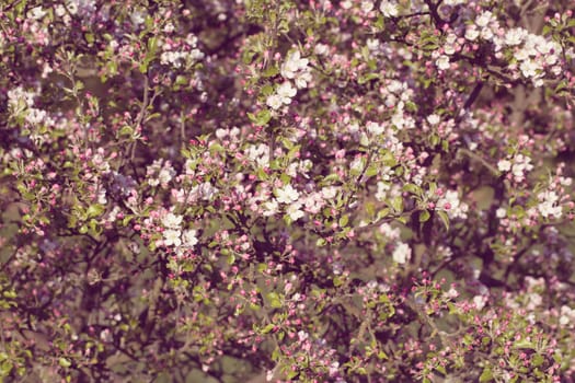 Blossoming apple tree in spring with shallow focus in pink retro vintage colors