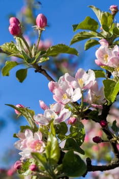 Blossoming apple tree in spring with shallow focus against blue sky
