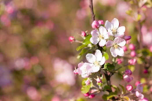 Blossoming apple tree in spring with shallow focus