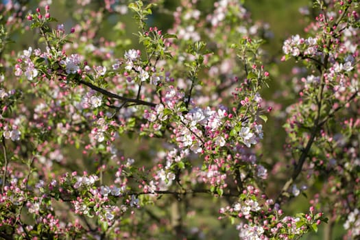Blossoming apple tree in spring with shallow focus