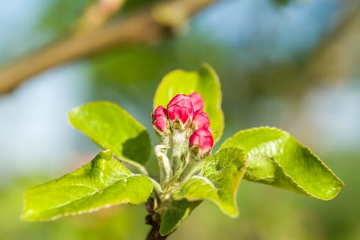 apple bud on tree in spring with shallow focus