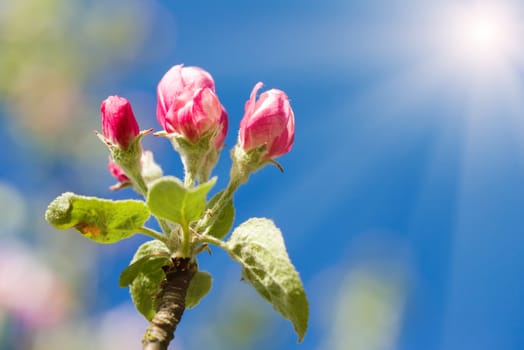 apple bud on tree in spring with shallow focus