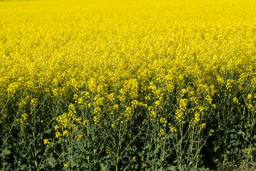 spring rape field Colza (Brassica rapa), rural scene, czech republic