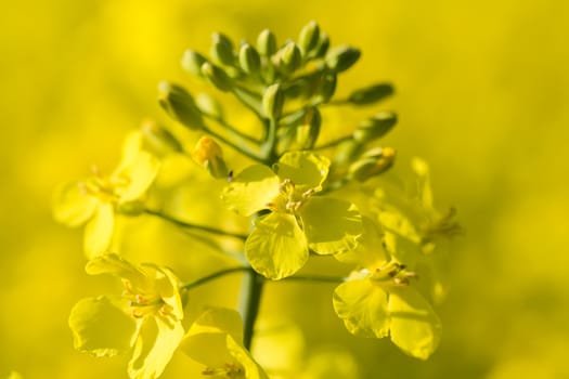 Close up of a Rape field Colza (Brassica rapa)