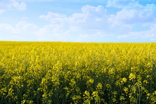 field of yellow rape with blue sky and space for text