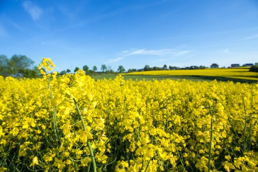 field of yellow rape with blue sky and space for text