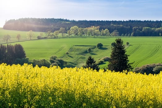 Beautiful spring rural landscape with rape field and blue sky